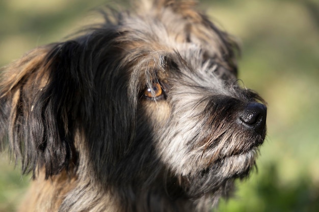 Funny shaggy dog looking to the side.