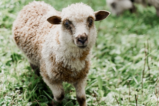 Funny sheep close-up on the green field