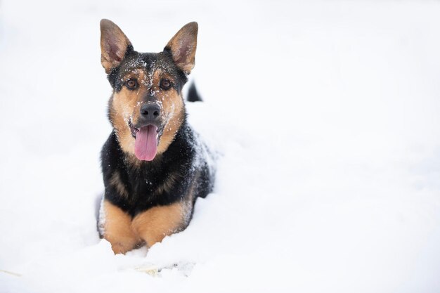 Funny shepherd dog plays in the winter in the snow German shepherd dog on a winter day