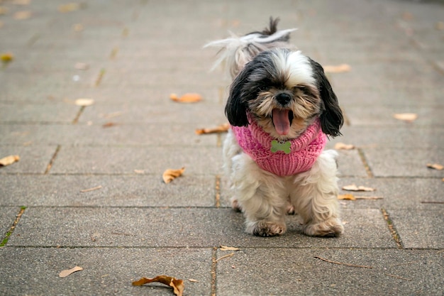 Funny Shih Tzu dog in a pink sweater walk in the autumn park.