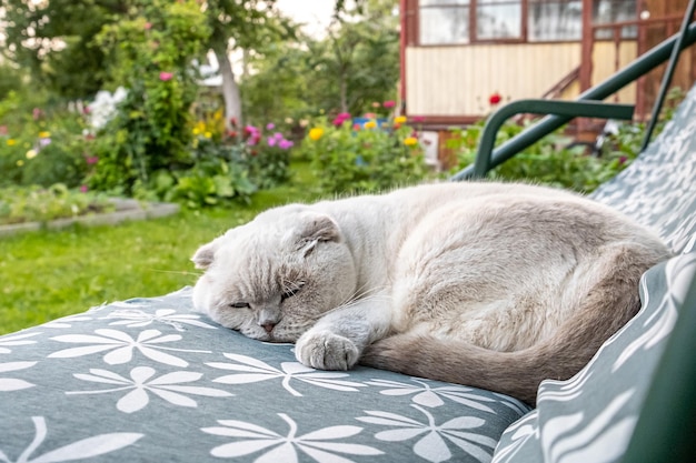 Funny short haired domestic white british cat sleeping on garden swing sofa kitten resting and relax