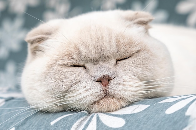 Funny short haired domestic white british cat sleeping indoor at home kitten resting and relax on bl