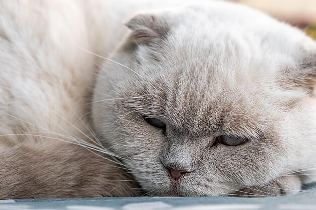 Funny short haired domestic white British cat sleeping indoor at home Kitten resting and relax on blue sofa Pet care and animals concept