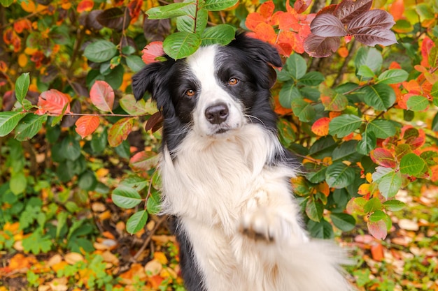 Funny smiling puppy dog border collie playing jumping on fall colorful foliage background in park ou