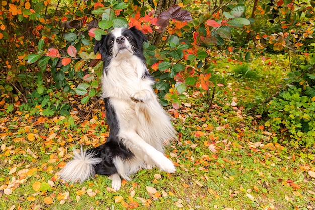 Funny smiling puppy dog border collie playing jumping on fall colorful foliage background in park ou