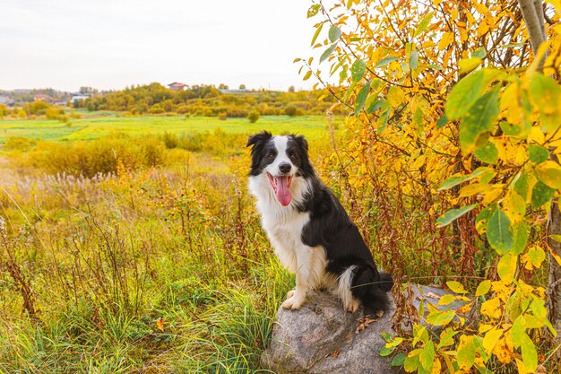 Funny smiling puppy dog border collie playing sitting on stone in park outdoor, dry yellow fall leaves foliage background. Dog on walking in autumn day. Hello Autumn cold weather concept.