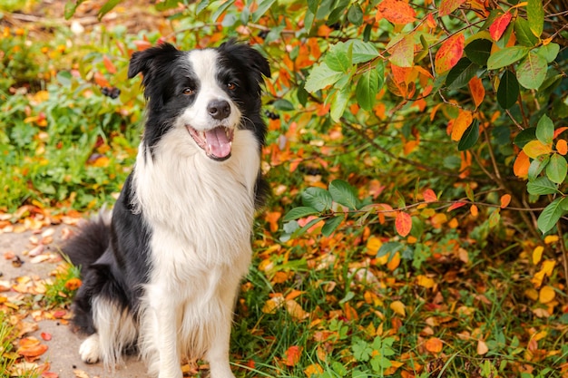 Funny smiling puppy dog border collie sitting on fall colorful foliage background in park outdoor Dog on walking in autumn day Hello Autumn cold weather concept