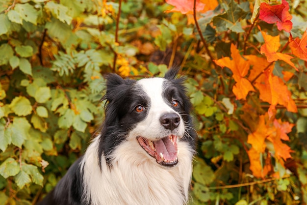 Funny smiling puppy dog border collie sitting on fall colorful foliage background in park outdoor do