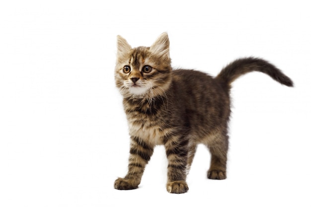 Funny striped kitten sitting and smiling