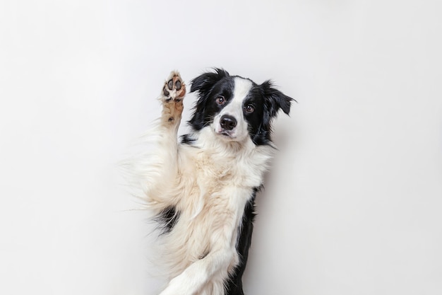 Funny studio portrait of cute smiling puppy dog border collie isolated on white background. New lovely member of family little dog gazing and waiting for reward. Funny pets animals life concept.