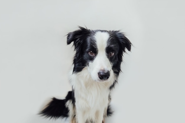 Funny studio portrait of cute smiling puppy dog border collie isolated on white