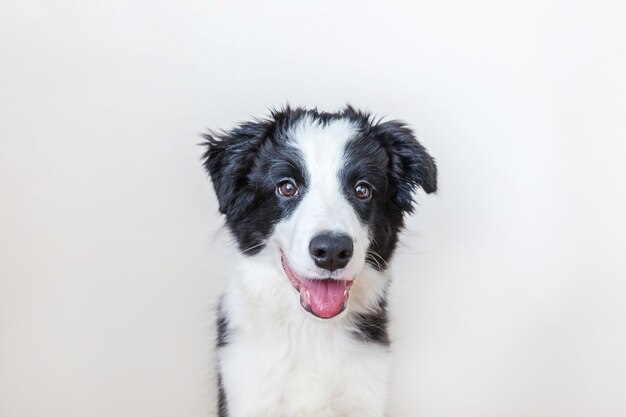 Funny studio portrait of cute smiling puppy dog border collie