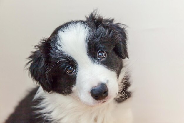 Funny studio portrait of cute smilling puppy dog border collie isolated on white background. New lovely member of family little dog gazing and waiting for reward. Pet care and animals concept