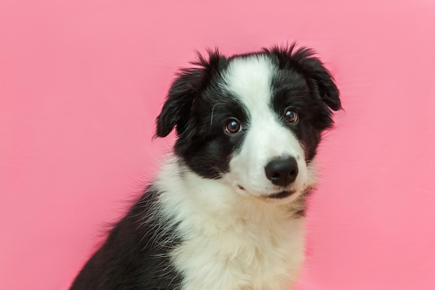 Funny studio portrait of cute smilling puppy dog border collie on pink pastel background