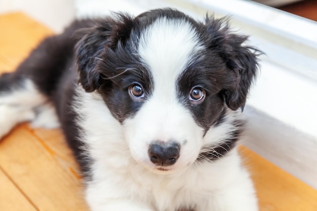 Funny studio portrait of cute smilling puppy dog border collie on white background