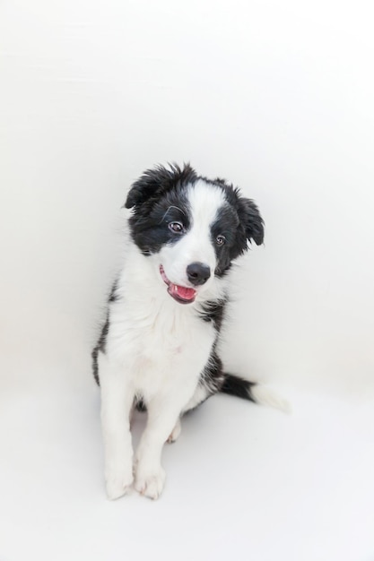 Funny studio portrait of cute smilling puppy dog border collie on white background