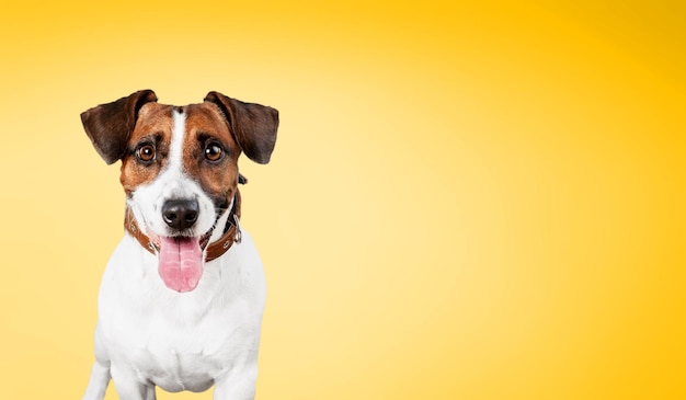 Funny studio portrait of cute smilling puppy dog