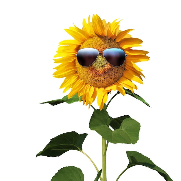 Funny sunflower with sunglasses on a white background