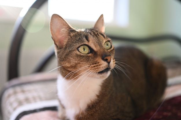 Funny surprised stripped cat with green eyes close up