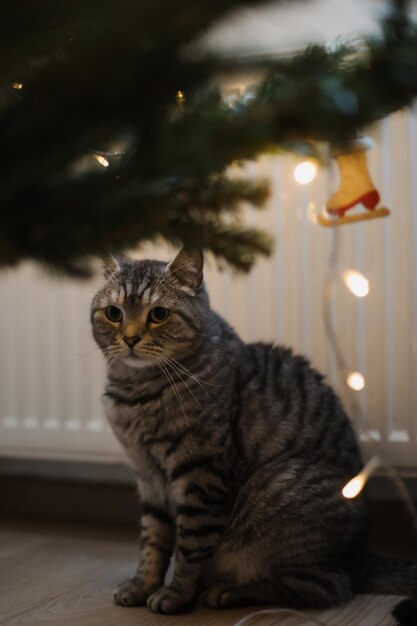 Funny tabby cat and the decorated Christmas tree Merry Christmas and New Year