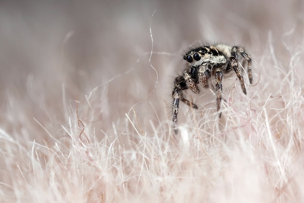 Funny very little spider on a hairy synthetic fabric