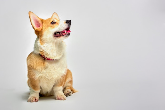 Funny Welsh Corgi pembroke. Love pets