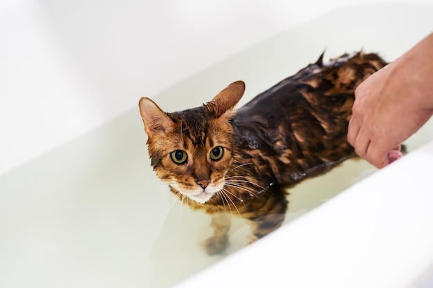 Funny wet cat washing at bath Cute bengal cat taking shower