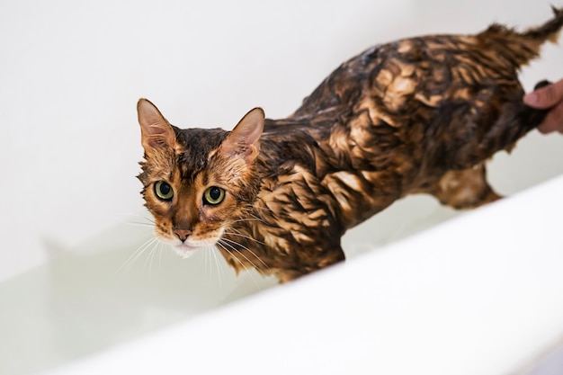 Funny wet cat washing at bath Cute bengal cat taking shower