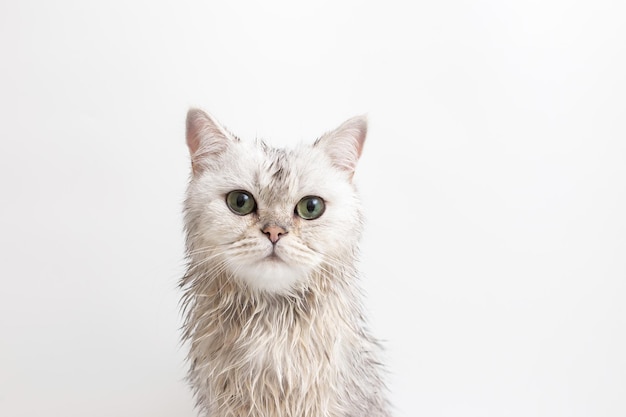 Funny wet white cute cat after bathing on white background