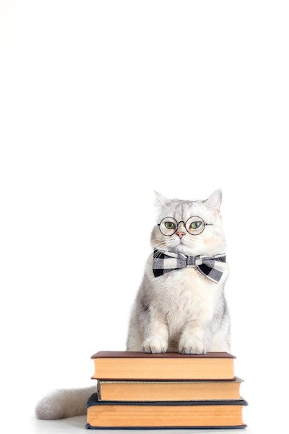 Funny white cat in a bow tie and glasses standing on a stack of books isolated