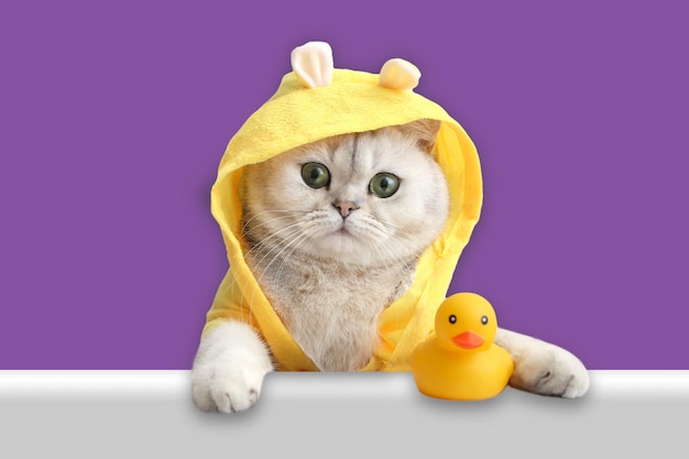 Funny white cat in a yellow coat looks out of the shell with a yellow rubber duck on a purple background