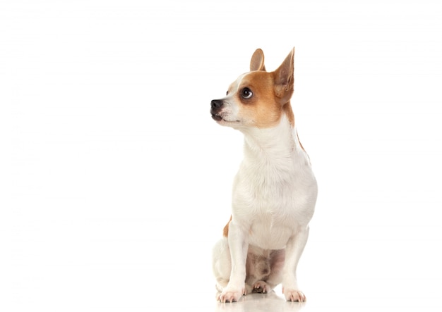 Funny white Chihuahua with big ears