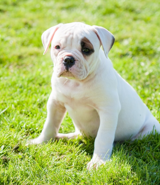 Funny white coat American Bulldog puppy dog