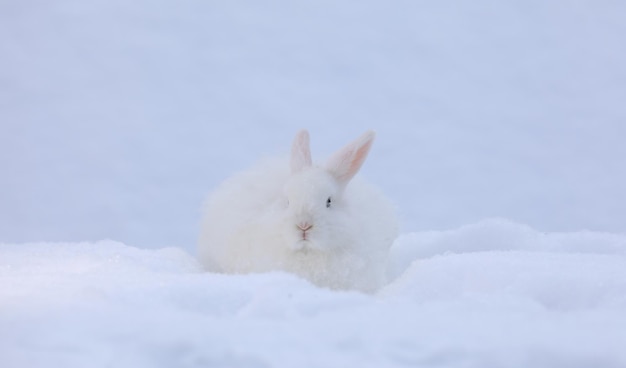 funny white rabbit in the snow