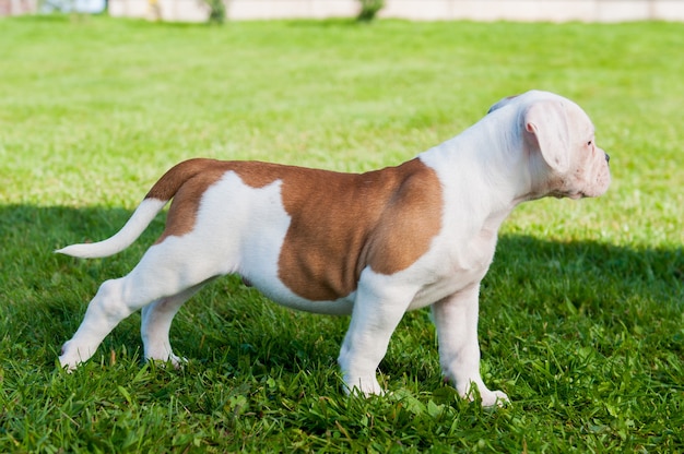 Funny white red spotted American Bulldog puppy is on nature