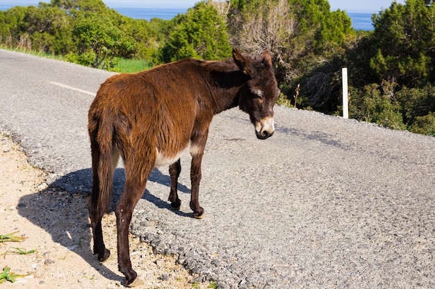 Funny wild donkey