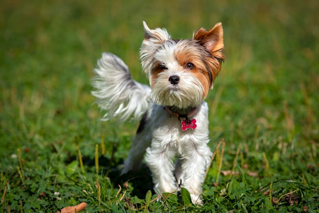 Funny Yorkshire terrier close-up on a background of grass..