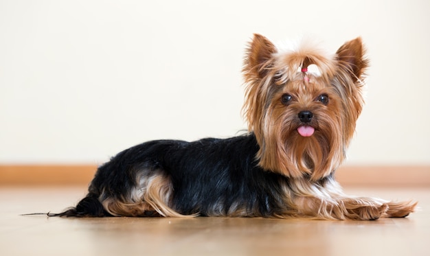 Funny Yorkshire Terrier 