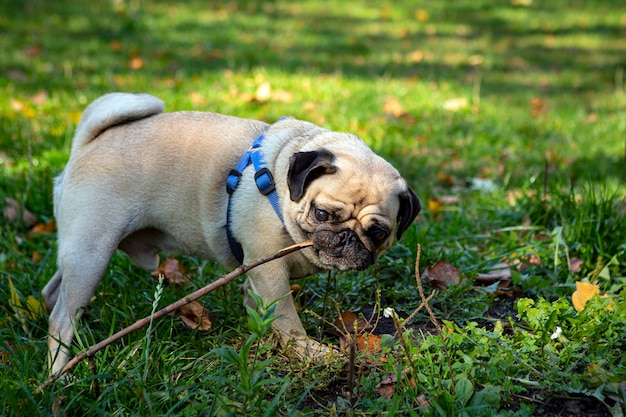 Funny young pug gnaws on a stick. Close-up.