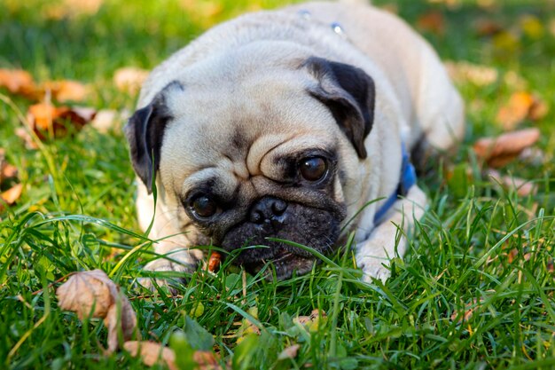 Funny young pug gnaws on a stick. Close-up.