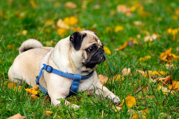 Funny young pug lies on the grass with fallen leaves..