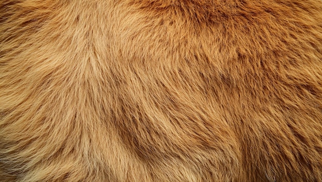 the fur of a brown animal is brown and has a light brown patch on the fur