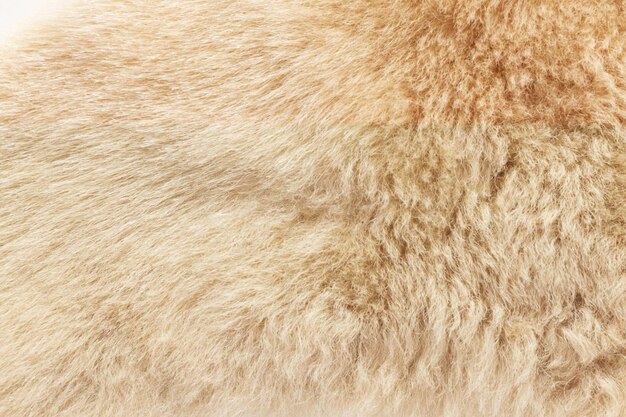 the fur of a brown bear is brown and has a light brown patch on the back