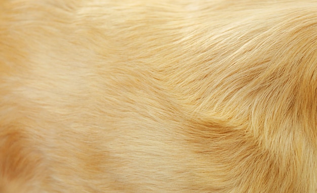 Fur of golden retriever background