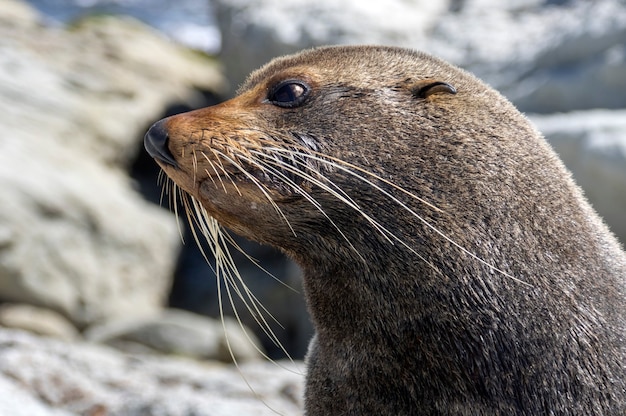 Fur Seal. Kaikoura. New Zealand