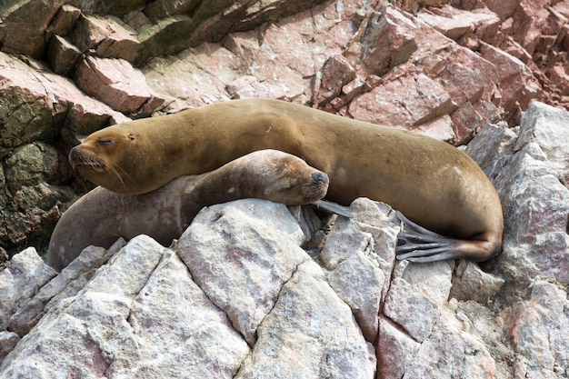 Fur seal rests on rock