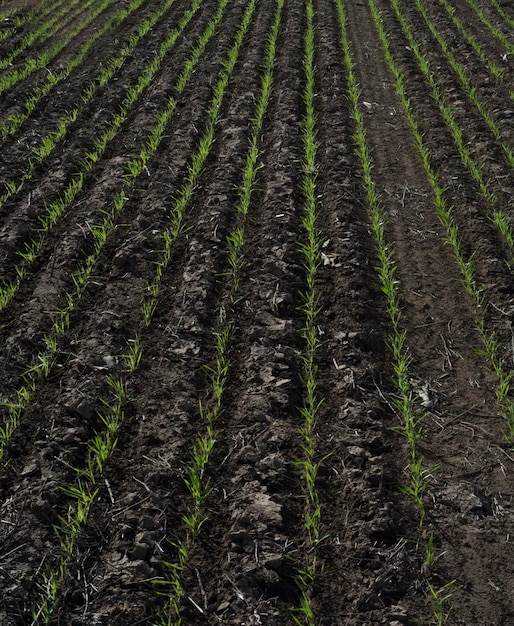 Furrows in a cultivated field La Pampa Province Argentina