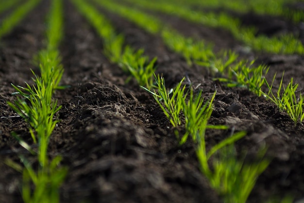 Photo furrows in a cultivated field la pampa province argentina