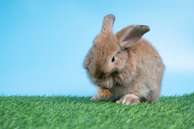 Furry and fluffy cute Black rabbit is Standing on two legs on Green grass