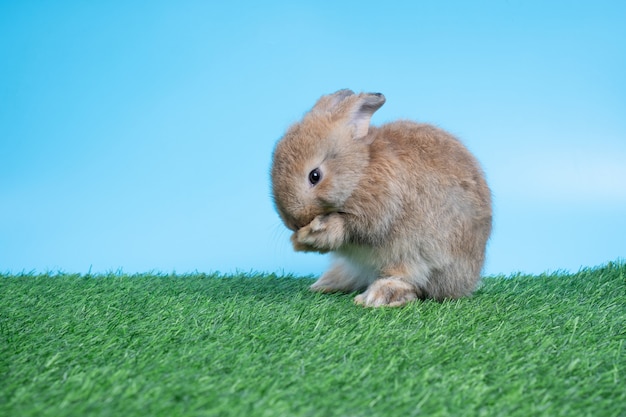 Furry and fluffy cute Black rabbit is Standing on two legs on Green grass